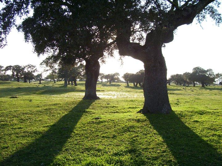 Dehesa en Mata de Alcántara