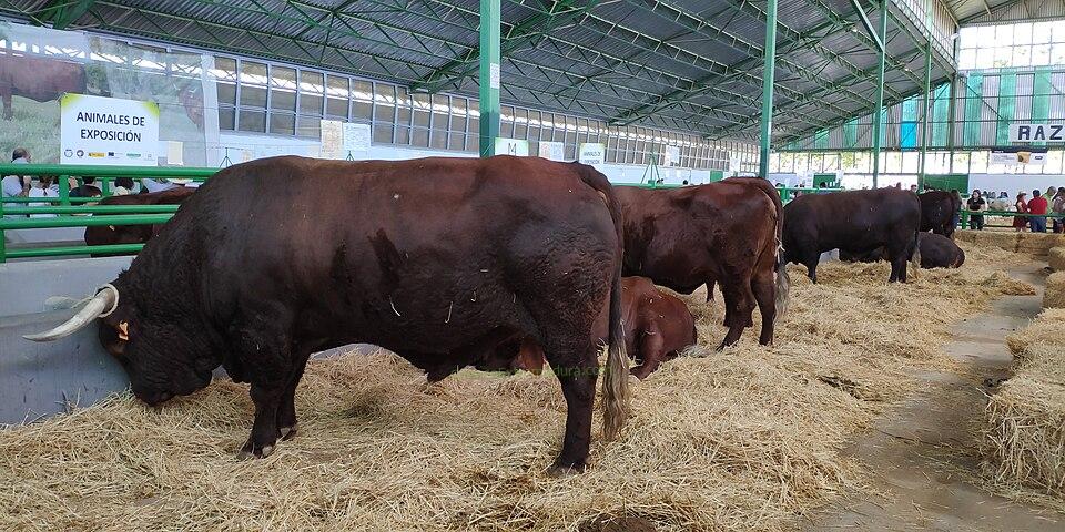 Pabellón de la Feria de Zafra